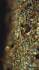 SCOTTIE DRESS / GOLD MULTI